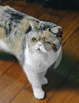 Closeup of a Exotic Shorthair cat