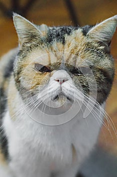 Closeup of a Exotic Shorthair cat