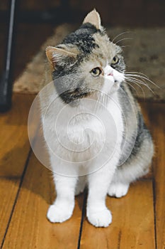 Closeup of a Exotic Shorthair cat