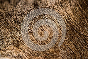 Closeup of an exotic textured fur in full-frame great to be used as a background