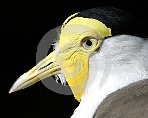 Closeup of an exotic yellow-headed bird on black background