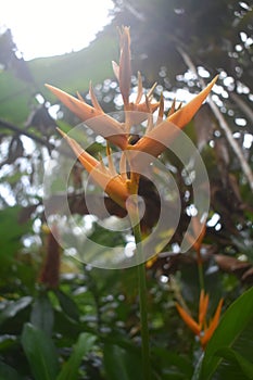 Closeup of an Expanded Lobsterclaw flower