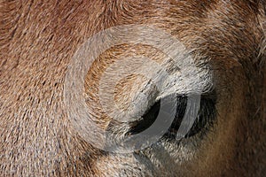 Closeup eye of a beautiful brown cow