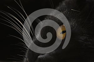 Closeup of an eye of a black cat with white whiskers on the dark background