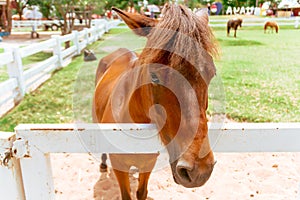 Closeup eye of brown horse