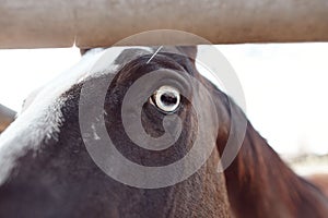 Closeup of an eye of a brown Mane horse in the farm