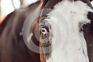 Closeup of an eye of a brown Mane horse in the farm