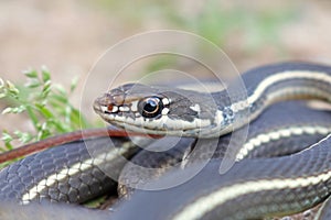Closeup of Eye of California Striped Racersnake Coluber lateralis lateralis snake coiled in Southern California