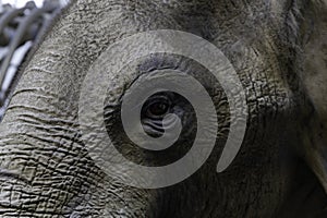 Closeup of the eye of an elephant under sunlight with a blurred background
