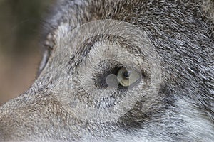 Closeup of the eye of a gray wolf