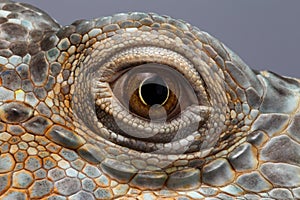 Closeup Eye of Green Iguana