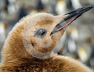 Closeup of eye of King penguin chick (Aptenodytes patagonicus)