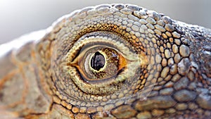closeup of the eye of a lizard, macro photography of this cold blood reptilian animal
