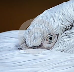 Closeup of the eye of a pelican