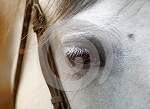 Closeup eye of a white horse with eyelashes on a white background with mane and harnesses