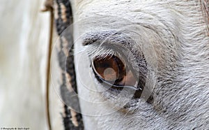 Closeup on a white horse`s eye