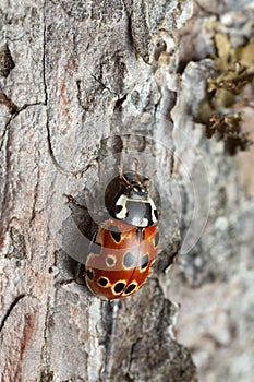 Eyed ladybug, Anatis Ocellata on pine bark photo