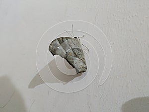 Closeup of eyes on wing of Common Morpho Gray and Black Color Butterfly isolated on white background