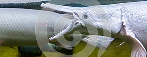 Closeup of the face of a alligator gar opening its mouth, The denture of a alligator gar, fish showing its sharp teeth, tropical