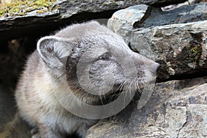 Closeup of the face of an artic fox pup