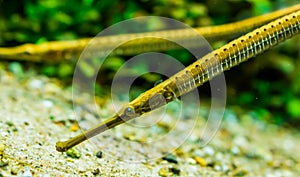 Closeup of the face of a asian longsnouted river pipefish, tropical fish specie from the rivers of Asia