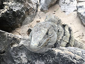 Closeup face and body of reptile. Lizard with open eys, danger face scaly and spiny skin. Mexican grey striped iguana on the stone