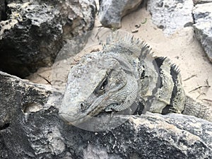 Closeup face and body of reptile. Lizard with open eys, danger face scaly and spiny skin. Mexican grey striped iguana on the stone