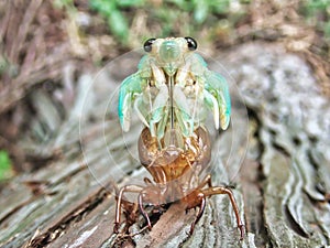Closeup of a face of a brown cicada on a tree in the morning