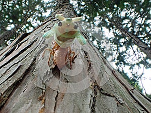 Closeup of a face of a brown cicada on a tree in the morning