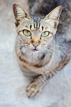Closeup face of cat