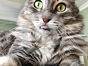 Closeup face of a cat sticks out its tongue