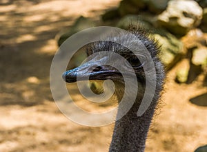 Closeup of the face of a common ostrich from the side, Popular flightless bird specie from Africa