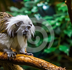 Closeup of the face of a cotton top tamarin monkey, critically endangered animal specie, tropical primates photo