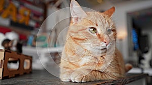 Closeup face of cute ginger cat comfortably snuggles on table in pet in cat cafe. Portrait of gorgeous red domestic cat
