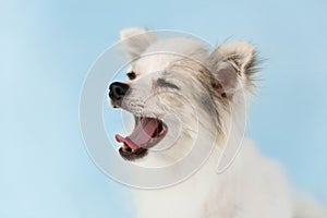 Closeup face of cute puppy pomeranian yawning with light blue background, dog healthy concept, selective focus