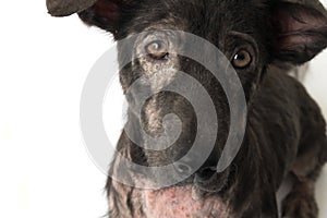 Closeup face of dog sick leprosy skin problem with white background