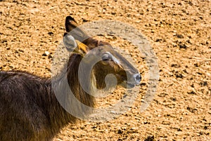 Closeup of the face of a ellipsen waterbuck, tropical antelope specie from Africa