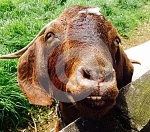 Closeup face farm pet goat New Zealand photo