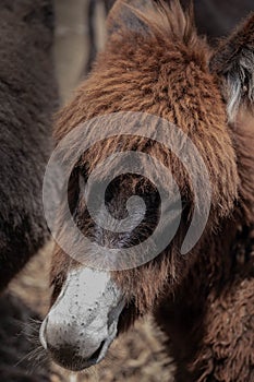 Closeup of a face of a furry donkey on a farm. Donkey foal, head portrait. Donkey face with fur