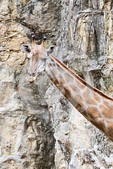 Closeup face of giraffe in the zoo