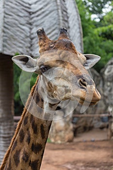 Closeup face of giraffe in the zoo