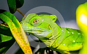 Closeup of the face of a green plumed basilisk, tropical reptile specie from America