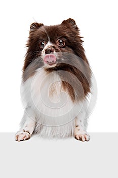 Closeup face of happy nice Pomeranian spitz dog isolated over white studio background. Concept of beauty, animal health