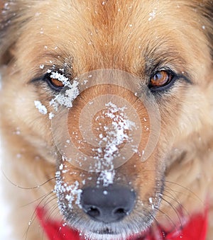 Closeup Face Headshot of Dog in winter