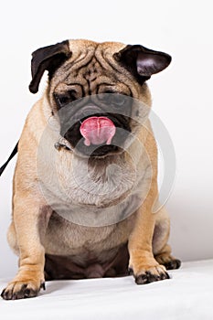 Black and brown pug dog photo