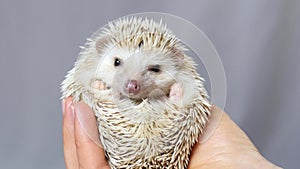 Closeup face of hedgehog. Cute white hedgehog. A hedgehog on a girlâ€™s palm.