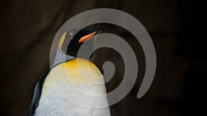 Closeup face of King Penguin in captivity. Aptenodytes patagonicus