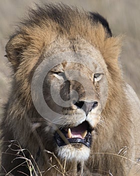 Closeup face of large male lion with teeth showing