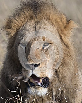 Closeup face of large male lion with teeth showing