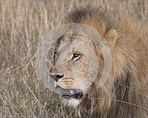 Closeup face of large male lion with teeth showing